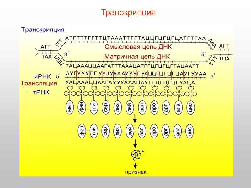 Транскрипция